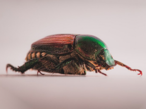 Bringing Ancient Legends to Life: Live Scarab Beetles for Sale
