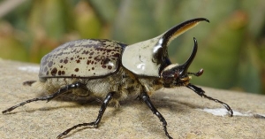 Witness the Miracle of Metamorphosis: Rhino Beetle Larvae for Sale